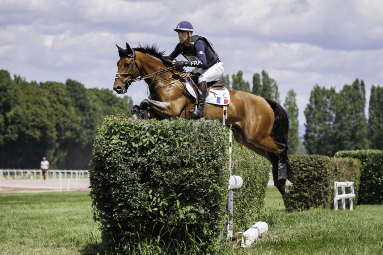 L’intelligence des chevaux aux travail