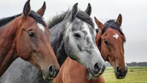 En 2020. Les éleveurs de chevaux sont aux aguets, les médias se sont emparés de l'affaire et même au plus haut sommet de l'état l'inquiètude gagne. Une cellule d'investigation est lancée. Des dizaines de chevaux mutilés sont repérés un peu partout en France. En six mois, 500 cas sont recensés. On saura plus tard que seuls 80 d'entre eux sont d'origine humaine. Une véritable psychose règne parmi les propriétaires de chevaux. Certains vont même jusqu'à organiser de véritables milices pour traquer ceux qui pourraient s'en prendre à leurs équidés. On se promène fusil sous le bras....