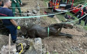 Ce jeudi 20 juillet, peu avant 18h00, l’équipe USAR (Unité de Sauvetage d’Appui et de Recherche) est engagée sur la Commune de Séverac-d’Aveyron pour le sauvetage d’un cheval tombé dans un puit. Très rapidement, le requérant fait parvenir une photo de la situation, indiquant la complexité de l’intervention. L’image est spectaculaire : le cheval est entièrement pris au piège du puits et l’intervention pour sortir de là une bête de plusieurs centaines de kilos promet d’être complexe. Une fois sur les lieux, l’équipe spécialisée, composée de six USAR, sera renforcée par quatre sapeurs-pompiers de Séverac.