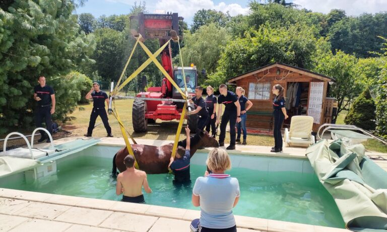 Un cheval dans la piscine