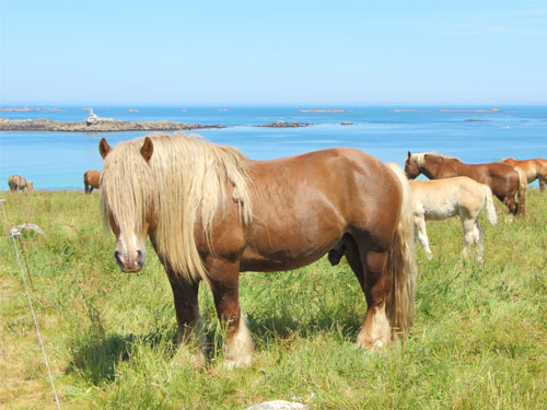 Nicolas Dupont-Aignan veut interdire la viande de cheval