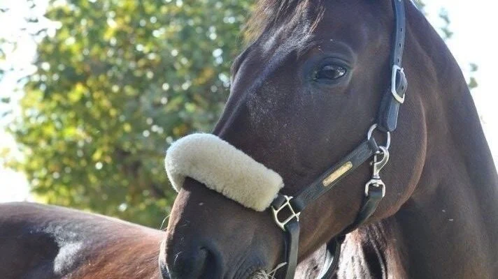 Plaisir des fleurs, le cheval de compagnie d'Isabelle et de sa fille Marine, est porteur sain de l'Anémie Infectieuse des Équidés. Une maladie pour laquelle la France impose l'euthanasie. Mesure barbare, inutile et disproportionnée selon ses maîtresses qui s'y opposent Il est probablement porteur sain depuis de nombreuses années. Aucun vaccin n'existe à ce jour.