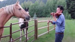 Regardez comment cet homme joue du violon et les chevaux dansent sur sa musique, c'est un bon public !