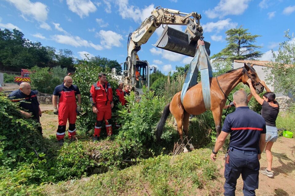 Les sapeurs-pompiers du Sdis de l’Hérault et l’équipe spécialisée de l’unité départementale sauvetage et déblaiement se doutent qu'ils vont devoir faire face à une mission difficile lorsqu'ils sont appelés pour sortir un cheval d’un ruisseau où il est coincé. Le malheureux équidé est tombé dans un fossé rempli d’eau profond de deux mètres, dans la commune de Lunas, à l’ouest de Lodève. ce qui s'est passé, "c'est que le brave équidé vivait une passion amoureuse avec une jument dans un enclos lorsqu'il a dérapé dans le ruisseau en bordure de terrain". C'est ce qu'a raconté le Sdis 34 sur son compte Twitter.