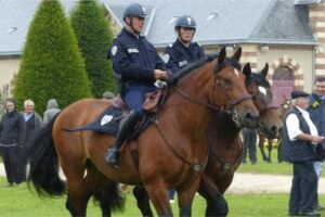 A l'approche des Jeux Olympiques de Paris 2024, des brigades équestres sont renforcées ou sont créées pour assurer la sécurité. Les chevaux cobs normands sont recherchés. D’ailleurs une unité équestre de la Police nationale a été créée dans la Manche en 2021 avec deux chevaux de race Cob normand. D’autres brigades ailleurs en France sont renforcées ou même créées en vue des Jeux Olympiques 2024. En juillet 2021, la préfecture de la manche, la Direction départementale de la sécurité publique de la Manche et le Pôle hippique de Saint-Lô signaient une convention de mise à disposition de chevaux pour la constitution d’une unité équestre de la Police nationale dans le département.