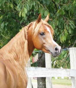 Organisé par l’ACA (Association Française du Cheval Arabe pur-sang et demi-sang)  le festival du Cheval Arabe se tiendra comme chaque année au stade Equestre du Sichon à Vichy les 12 et 13 août prochain. Situé à deux pas du centre-ville, le Stade Équestre a pour particularité d’être l’un des plus mythique site dans la filière équine en France. Il dispose d'une magnifique tribune réalisée par Gustave Eiffel. 196 chevaux sont inscrits pour cette manifestation incontournable