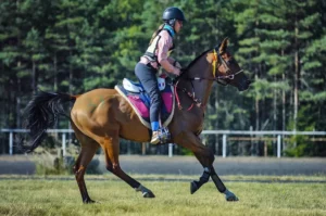 À la suite du choix fait par le sélectionneur national Jean-Michel Grimal et l'équipe fédérale d'encadrement sportif, la Fédération Française d’Équitation communique la liste des couples qui représenteront la France aux championnats du monde Jeunes d’endurance à Castelsagrat (82). Ces derniers se disputeront le samedi 2 septembre prochain sur 120 kilomètres.