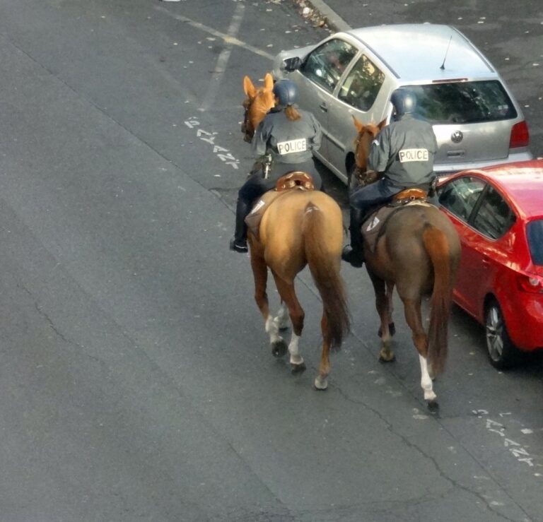 Le voleur poignarde un cheval