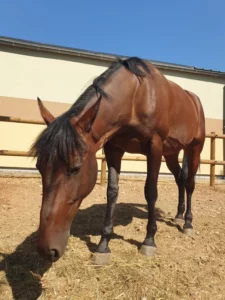 "Lo Sono Amor se remet doucement de son agression." Dans un tweet, publié par la police nationale des Bouches-du-Rhône on apprend que les nouvelles sont rassurantes de la jument de la brigade équestre, poignardée après une course-poursuite le 19 août à Marseille.