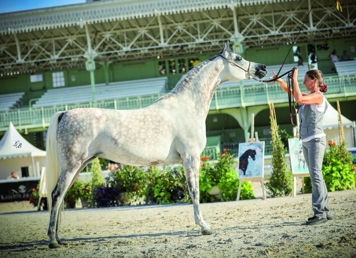 Aujourd’hui et demain Festival du Cheval Arabe à Vichy