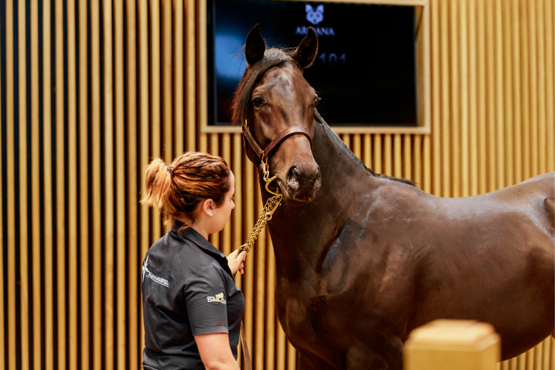 La Vente de Yearlings v.2 approche à grand pas. L'édition 2023 rassemblera 175 yearlings aux modèles matures et précoces. Lors des éditions précédentes, les gagnants Classiques Coeursamba (Poule d’Essai des Pouliches Gr.1) ou Olmedo (Poule d’Essai des Poulains Gr.1) ont été acquis, ainsi qu'Angers, gagnant cette année des German 2000 Guineas Gr.2, mais aussi les véloces Fang ou Prince Lancelot.