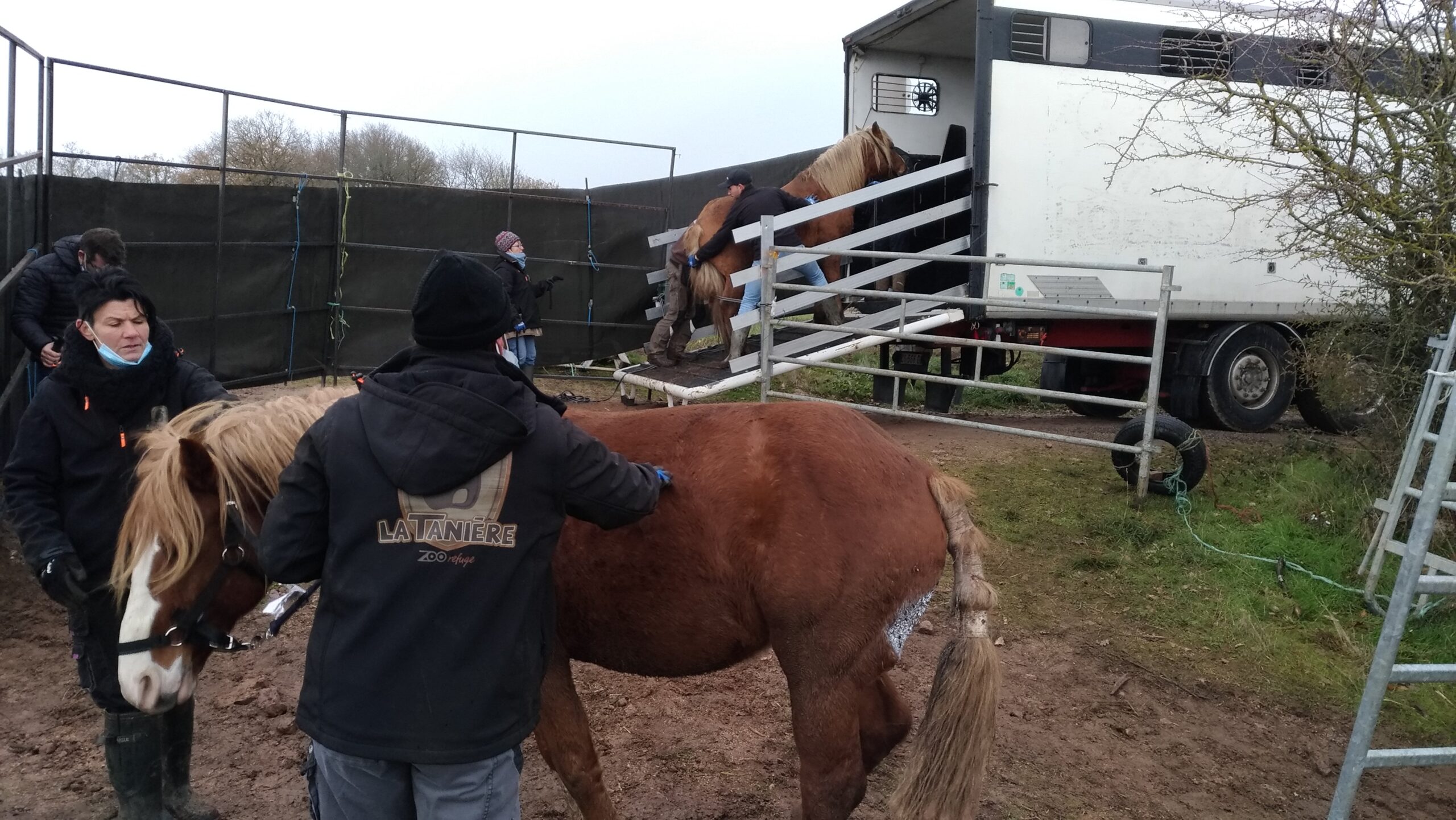 Découvrez dans le nouveau numéro de notre magazine Cheval Addict 14 disponible gratuitement notre reportage sur le sauvetage de 50 étalons par le zoo refuge de La Tanière. Une opération de grande envergure qui a nécessité des moyens importants qu'il faut saluer comme il se doit .