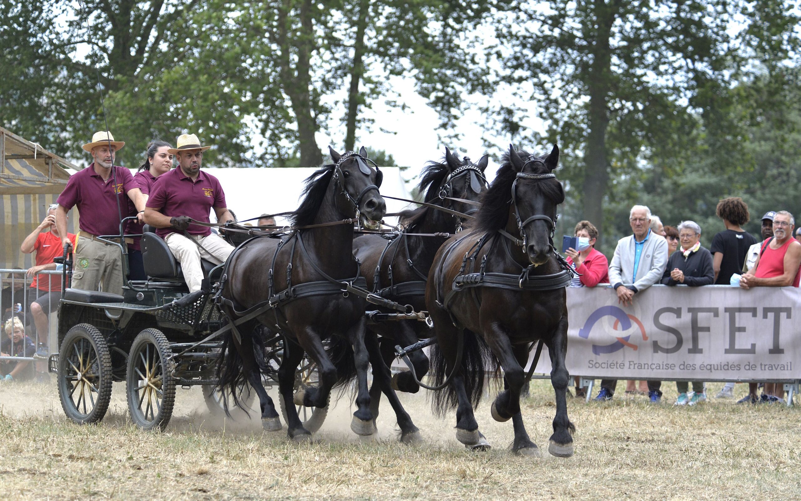 La 90e édition de la fête nationale du Mérens aura lieu du vendredi 18 au dimanche 20 août à Bouan en Ariège en région Occitanie. L’occasion de découvrir la polyvalence de ce petit cheval de selle. Saut d’obstacles, voltige, attelage… Le cheval de Mérens, originaire de la haute vallée de l’Ariège, fait partie des races les plus anciennes d’équidé. Baptisé le « prince noir de l’Ariège », ce petit équidé est réputé pour sa rusticité, son agilité et son envoûtante robe noire.