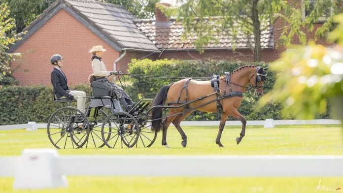 Bérengère Cressent & Dakotah’s Owen sont sacrés vice-champions du monde d’attelage Poneys Solo !