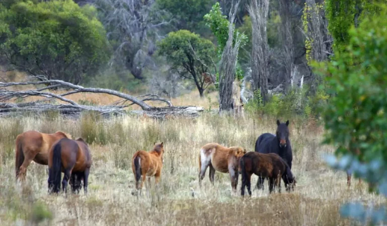 L’Australie va recommencer à abattre des milliers de chevaux sauvages par hélicoptère