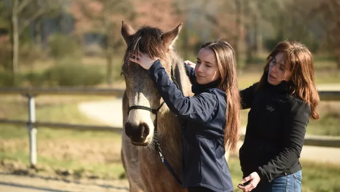 Les équidés font aujourd’hui partie intégrante de nombreux parcours d’accompagnement de l’Humain et, de plus en plus de professionnels du sanitaire, social, médico-social et du cheval se forment à la médiation avec les équidés. La Fédération Française d’Equitation (FFE) organise une nouvelle formation Médiateur équin (ME) qui se déroulera du 15 janvier 2024 au 3 avril 2025 (plus un jour supplémentaire le 24 juin 2025).