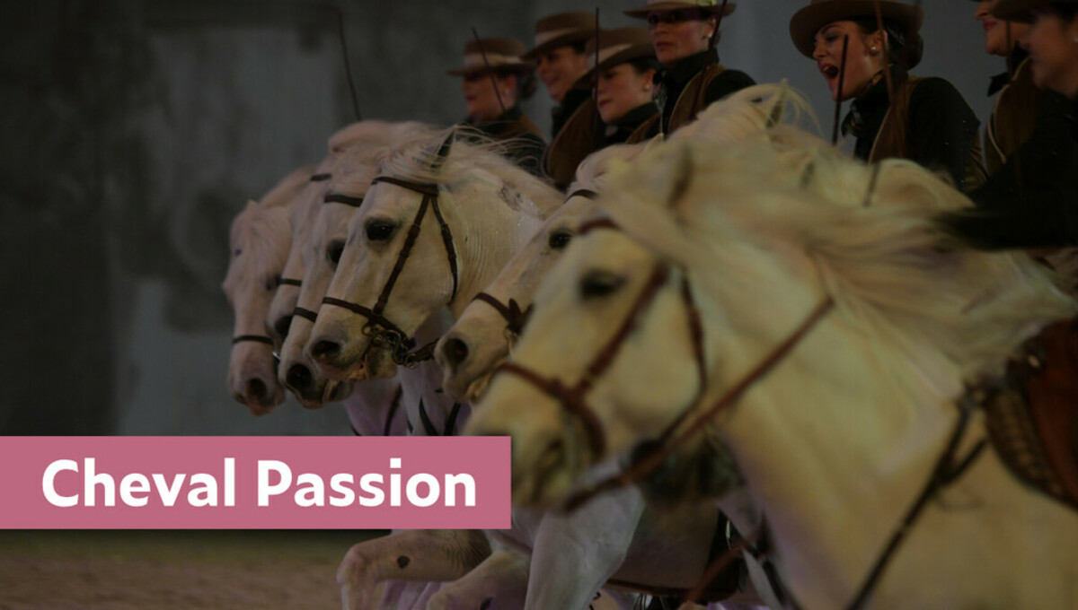 Grand rendez-vous équestre du Sud de la France, le salon Cheval Passion présente 1000 chevaux, 250 exposants, de nombreux concours, un riche programme d’animations dont le prestigieux Gala des Crinières d'or et l’ambiance festive de son Cabaret équestre. Rendez-vous du 17 au 21 janvier 2024 pour la 38e édition de votre festival équestre préféré !