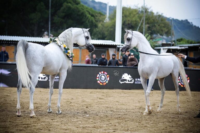 Après 33 années, le championnat du Pur-sang Arabe à Menton, c’est fini…