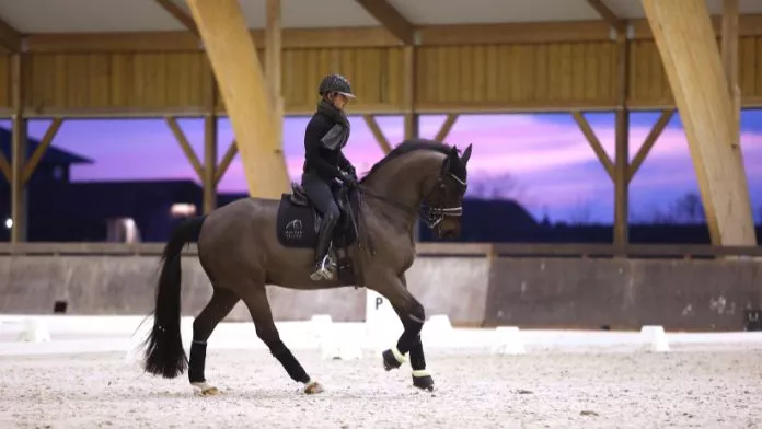 Du 18 au 21 janvier, cinq cavaliers de dressage ont été convoqués pour le premier stage haut niveau sur le chemin des Jeux de Paris 2024. Ils se sont retrouvés au Parc équestre fédéral, à Lamotte-Beuvron (41), pour un programme complet comprenant du travail technique à cheval, de la préparation physique et mentale, des séances de kinésithérapie, un suivi vétérinaire des chevaux. L’optimisation de la performance à travers l’analyse des données s’est également poursuivie, tandis que les cavaliers Amateurs ont eu la chance d’échanger avec les cavaliers de l’équipe de France.