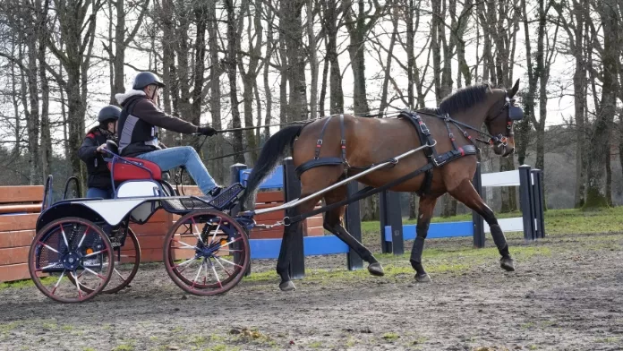 Stage attelage avec les meneurs des équipes de France à Lamotte-Beuvron