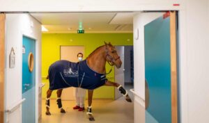 Il existe des destins que rien ne laissait présager. Celui de Peyo, un étalon de dressage au caractère bien trempé, et de son cavalier Hassen Bouchakour, en est l’exemple le plus bouleversant. Aujourd'hui âgé de 21 ans, ce Selle Français n'a pas toujours foulé le linoléum des hôpitaux. Dans une "première vie", Peyo était un athlète de haut niveau, un performer né pour briller sous les projecteurs des carrières de dressage et des plus grands spectacles équestres internationaux.