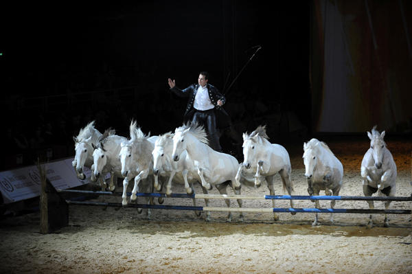 Sous les projecteurs du Palais A d’Avignon, la magie opère une nouvelle fois. Pour cette 40e édition de Cheval Passion, le Gala des Crinières d’Or s’affirme plus que jamais comme le sanctuaire de la création équestre européenne. Cette année, le spectacle célèbre quatre décennies de complicité entre l’homme et le cheval avec une intensité émotionnelle rare.