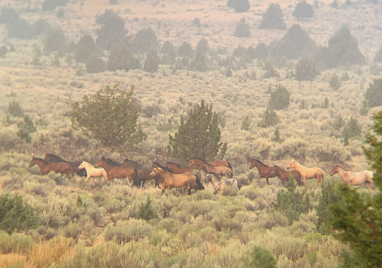 « Mustangs : Les sentinelles du désert ».