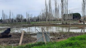 80 chevaux les pieds dans l'eau