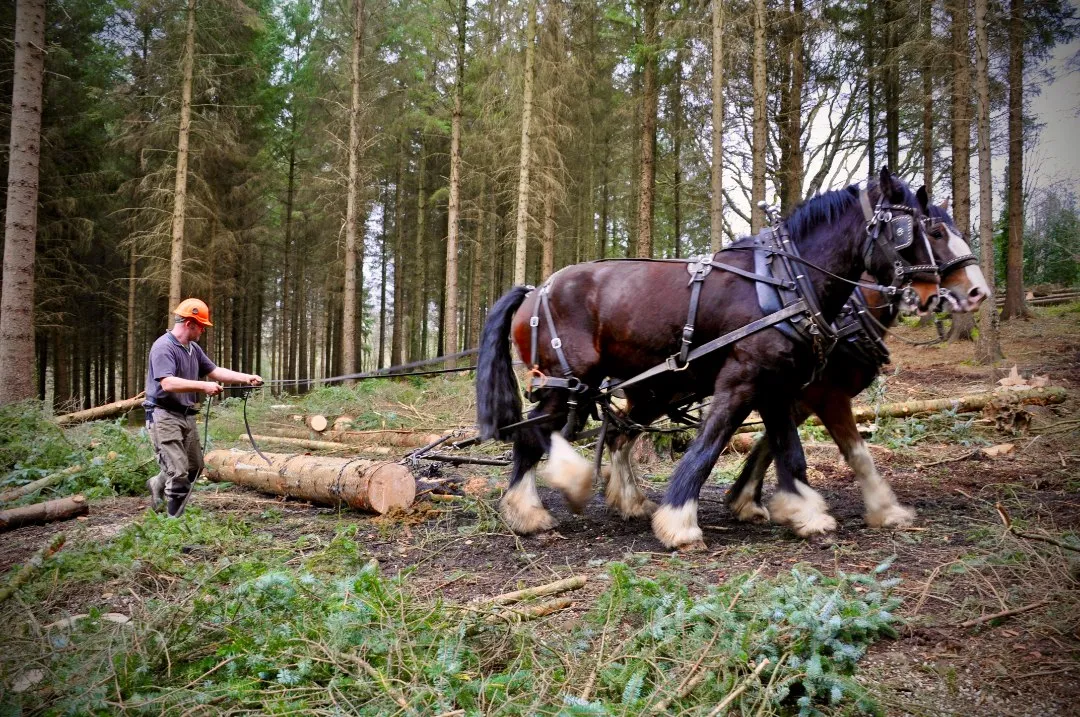 Dans les profondeurs du bush australien, là où les eucalyptus géants semblent toucher le ciel, un silence nouveau s’installe, seulement troublé par le craquement des brindilles et le souffle puissant de l’effort. On pourrait croire à une scène sortie d’un livre d’histoire du XIXe siècle, mais nous sommes bien en 2026. Alors que l’industrie forestière s'est longtemps reposée sur des machines d'acier pesant plusieurs dizaines de tonnes, une révolution silencieuse s'opère. Le débardage à cheval, cette technique millénaire que l'on pensait reléguée aux musées de la vie rurale, fait un retour spectaculaire, s'imposant comme la solution la plus moderne et la plus respectueuse pour soigner nos poumons verts.