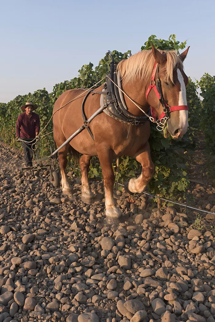 « Le souffle du vivant au cœur des vignes : plus qu'un retour aux sources, une véritable technologie verte pour soigner nos sols. Plongée dans les coulisses d'un métier passion qui réconcilie l'homme et la terre. »