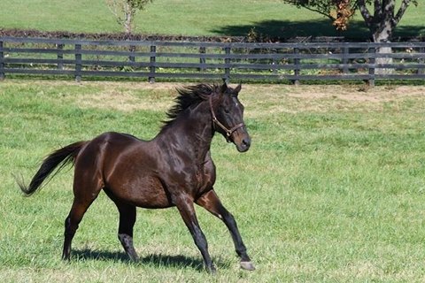 Sauver un cheval de course, ce n’est pas seulement lui offrir un toit et du foin ; c’est engager un dialogue patient avec un être qui n’a connu que l’exigence de la performance. Ces chevaux sont des miroirs de nos propres ambitions : ils ont été nourris, soignés et entraînés pour un seul but, la vitesse. Lorsqu'ils quittent le circuit, souvent très jeunes, vers l'âge de quatre ou cinq ans, ils se retrouvent avec une vie entière à inventer, mais un corps et un esprit encore programmés pour la bataille.