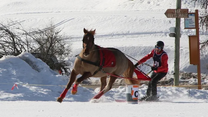 Le premier championnat de France de l’année 2026 a été celui de ski-joëring. Comme depuis trois ans maintenant, il a été organisé par Arlène Buzet et toute l’équipe du centre de tourisme équestre (CTE) Ceillac (05) au cœur du Queyras.
