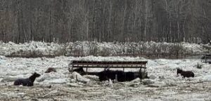 Plusieurs chevaux, emportés par un coup d'eau soudain, se sont retrouvés prisonniers des glaces de la rivière Beaurivage au Canada. Une lutte contre la montre et le froid qui a mobilisé une ville entière pour arracher ces vies au courant glacé.
