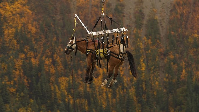 Mercredi 11 mars 2026, les sentiers escarpés d'Otay Mountain, en Californie, ont été le théâtre d'un drame qui aurait pu briser le cœur de n'importe quel cavalier. Entre la poussière des canyons et le bleu limpide du ciel, une jument nommée Lucky a littéralement frôlé le néant avant d'être arrachée au vide par une opération de sauvetage hors du commun. Récit d'un miracle suspendu entre ciel et terre.