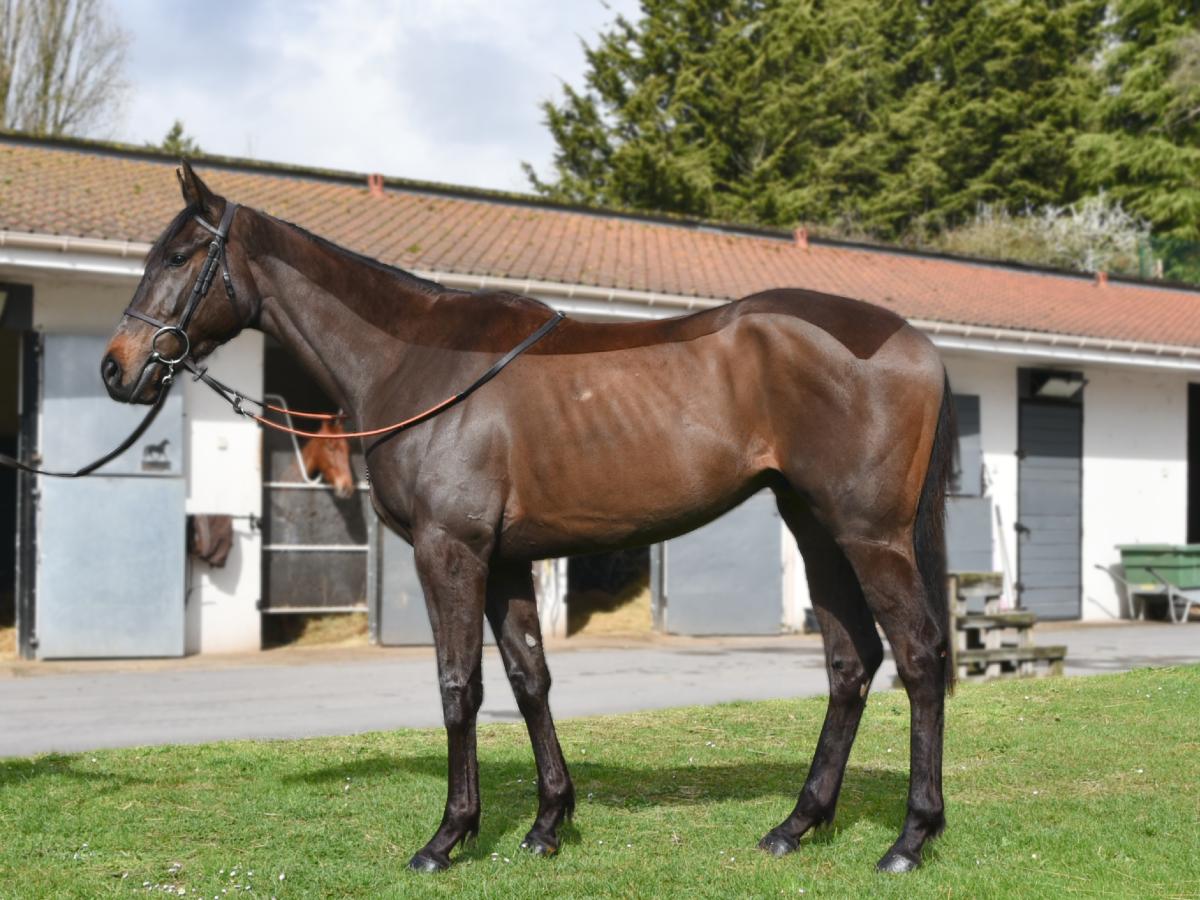 Nippon Go, hongre bai par Beaumec de Houelle, record de la vente Arqana Online de mars 2026.