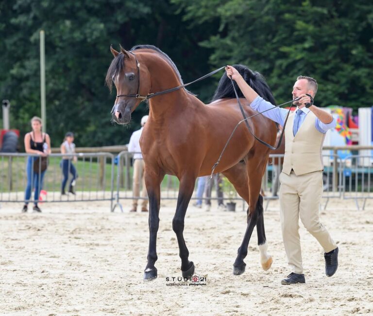 Rasheem Albidayer la confirmation d’un étalon producteur de gagnants en show..