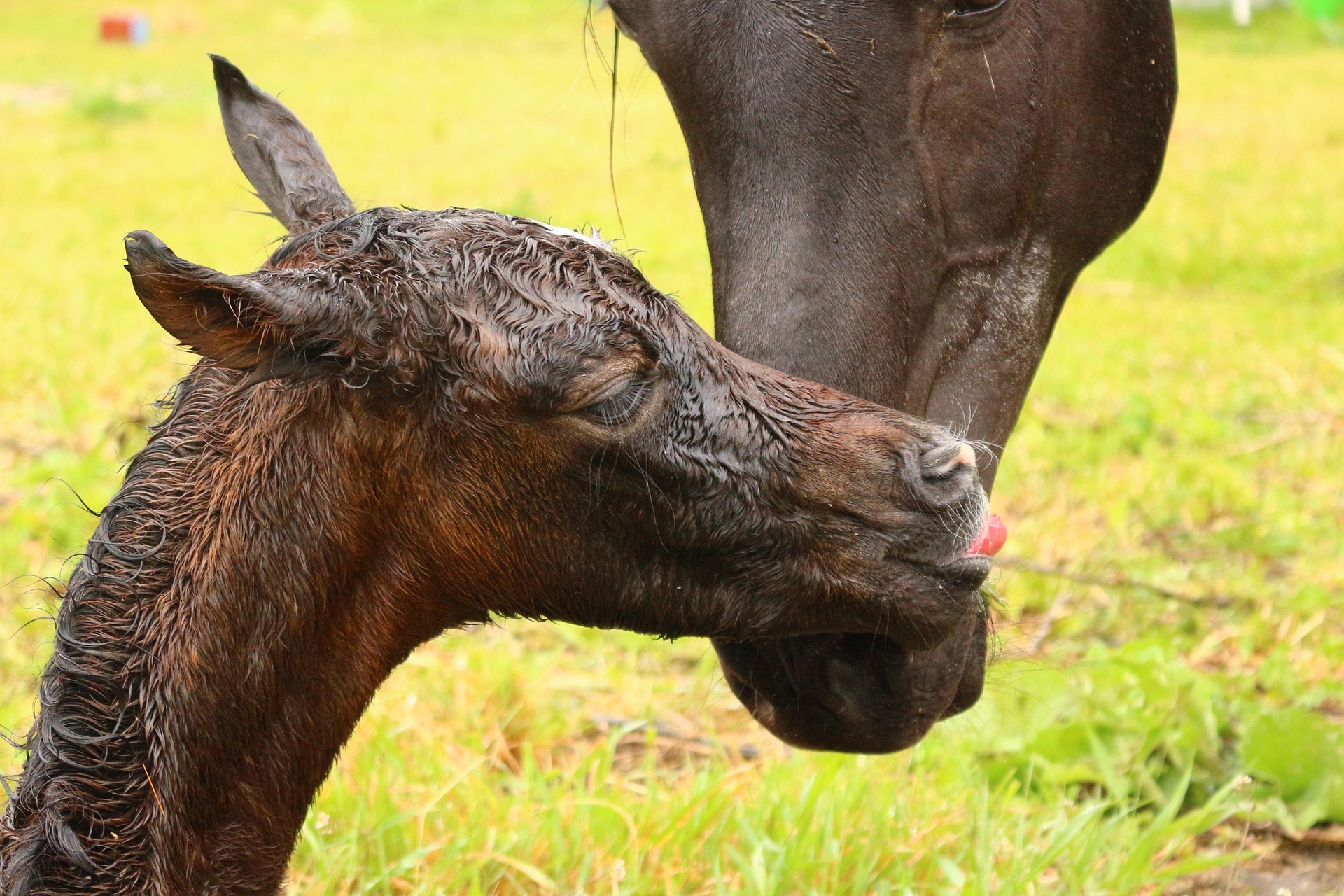 La naissance d'un foal est un moment magique