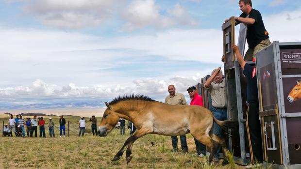 Le retour des chevaux de Przewalski au Kazakhstan : Une victoire pour la biodiversité