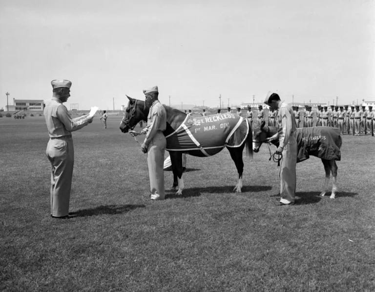 Une photographie historique en noir et blanc montre une cérémonie militaire officielle de remise de grades à deux animaux sur un terrain de défilé d'herbe. Au centre, une jument nommée Sgt. Reckless est tenue par un officier des Marines et porte une couverture de parade brodée de son nom et de sa division. À droite, un âne nommé PFC Fearless est également tenu par un officier et porte une couverture similaire. Un troisième officier lit une citation devant eux. En arrière-plan, une formation complète de Marines en uniforme est alignée.