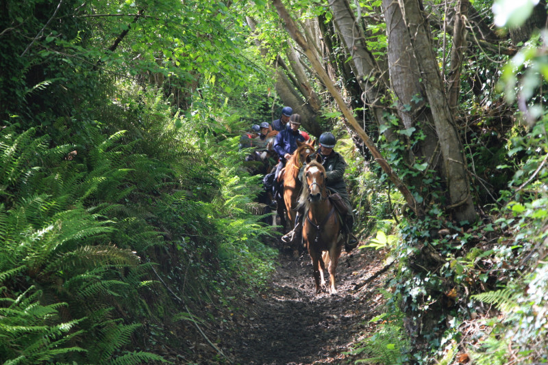 Groupe de cavaliers à cheval progressant en file indienne sur un sentier forestier creux et ombragé, entouré de fougères vertes et de grands arbres en forêt de Brocéliande.
