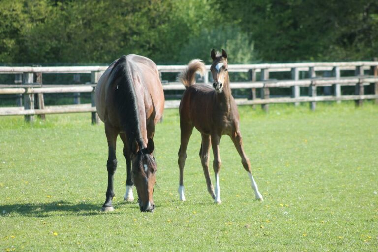 Avantea, leader européen de la reproduction équine, annonce officiellement qu'Equitechnic a rejoint son groupe. Cette acquisition stratégique marque une nouvelle étape majeure dans le développement européen d'Avantea.