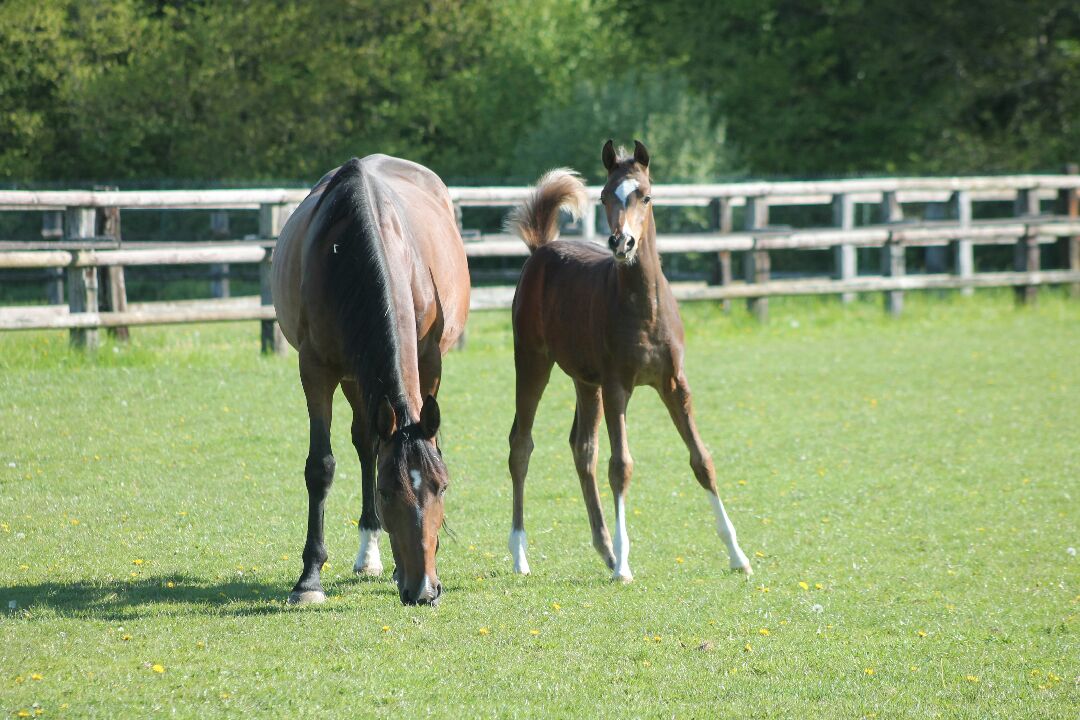 Avantea, leader européen de la reproduction équine, annonce officiellement qu'Equitechnic a rejoint son groupe. Cette acquisition stratégique marque une nouvelle étape majeure dans le développement européen d'Avantea.