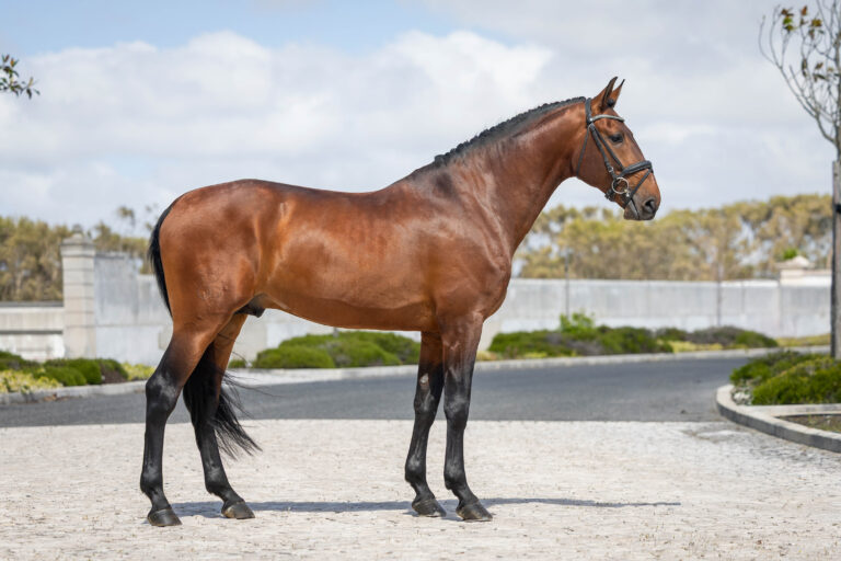 Photo de modèle de profil d'un étalon Pure Race Lusitanien de robe baie, présentant une morphologie compacte, un dos fort et une arrière-main puissante idéale pour le dressage.