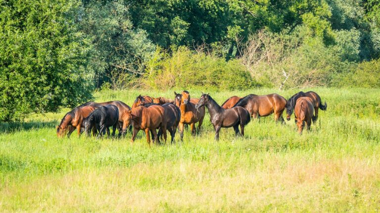 Un troupeau d'une dizaine de chevaux de sport et poulinières bais et noirs au pâturage dans une grande prairie verdoyante en Normandie bordée d'arbres.