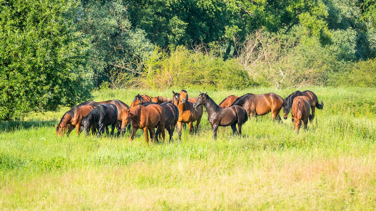 Un troupeau d'une dizaine de chevaux de sport et poulinières bais et noirs au pâturage dans une grande prairie verdoyante en Normandie bordée d'arbres.