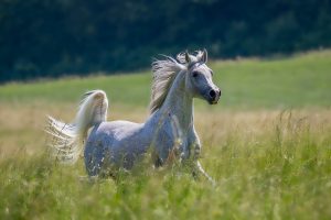 Cheval gris au galop en pleine liberté dans un pré verdoyant en été, illustrant la fraîcheur physique et le bien-être équin.