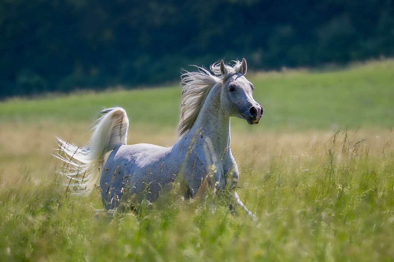 Cheval gris au galop en pleine liberté dans un pré verdoyant en été, illustrant la fraîcheur physique et le bien-être équin.